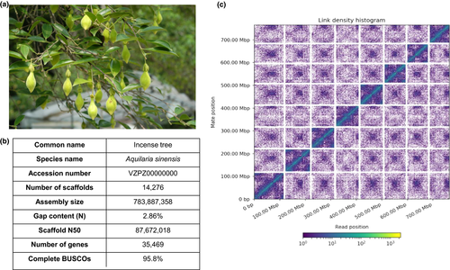 Chromosomal level reference genome of the incense tree i Aquilaria sinensis i