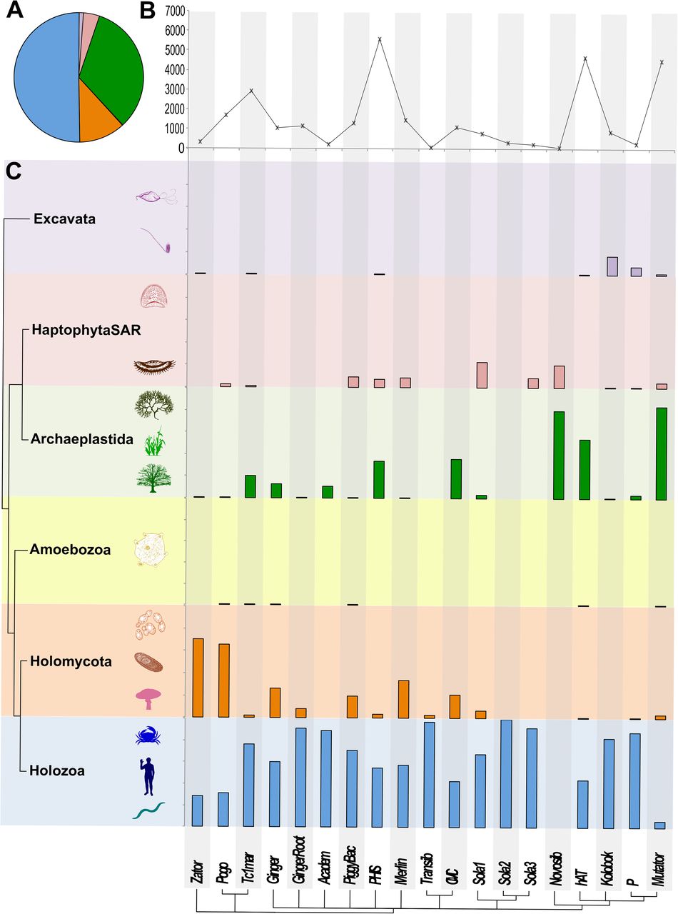 Broadscale evolutionary analysis of eukaryotic DDE transposons