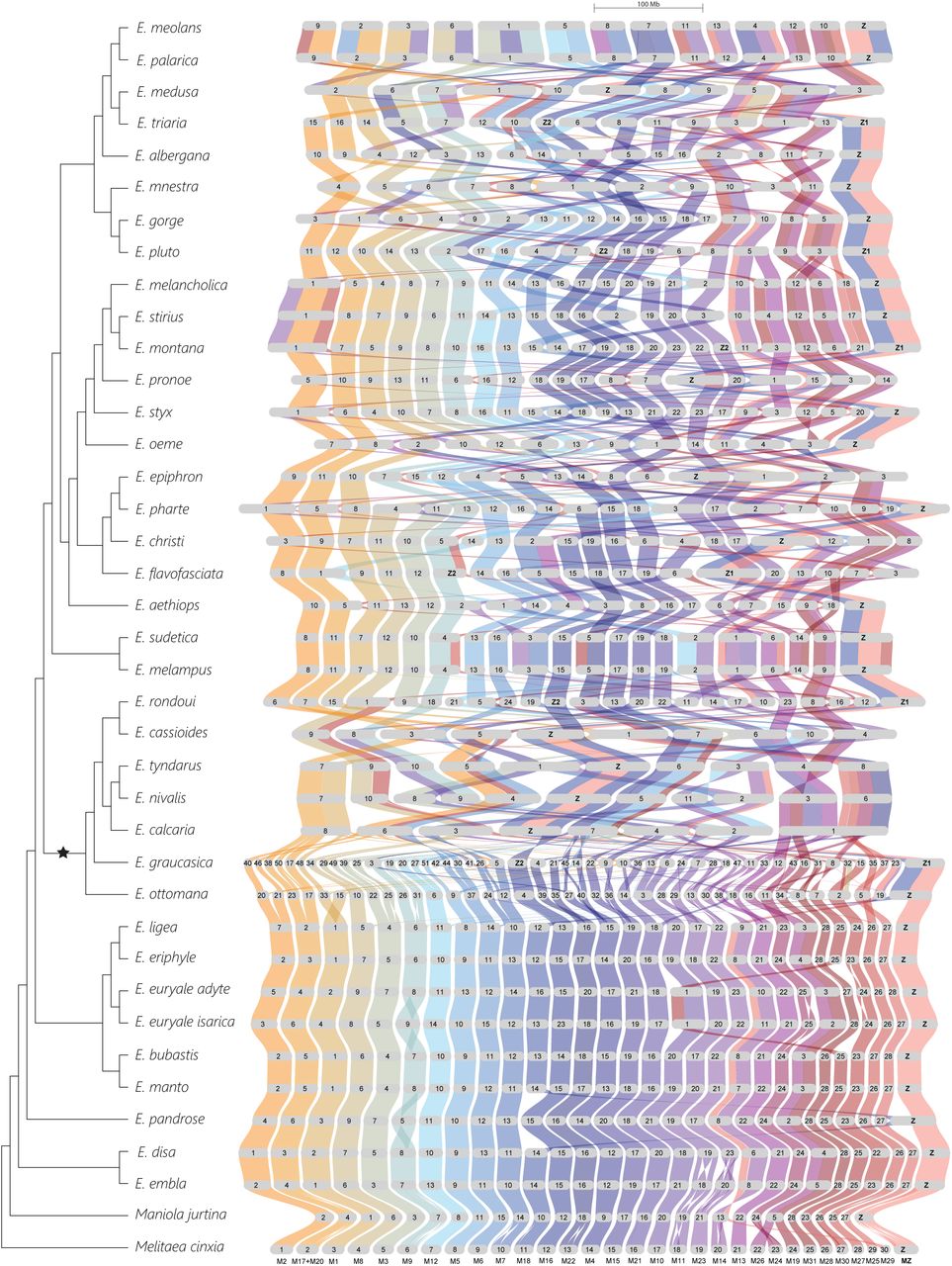 Transposable elements underlie chromosomal fusions and fissions in a highly species-rich group of butterflies