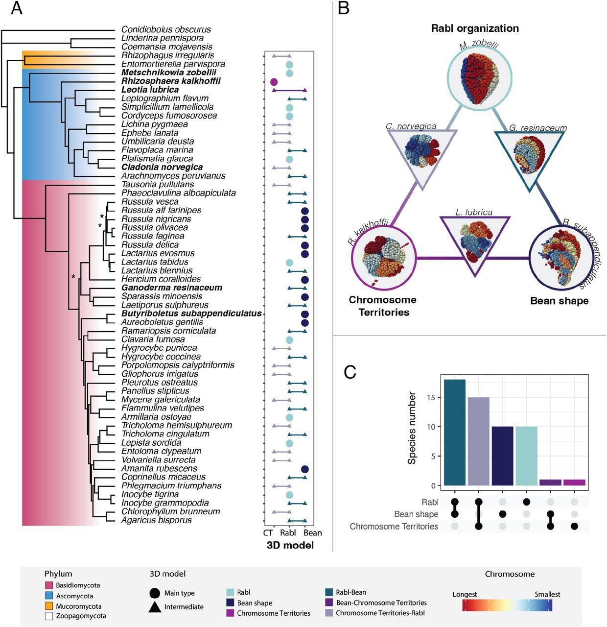 Comparative analyses reveal rapid turnover and emergence of transitory 3D genome architectures in the fungal kingdom