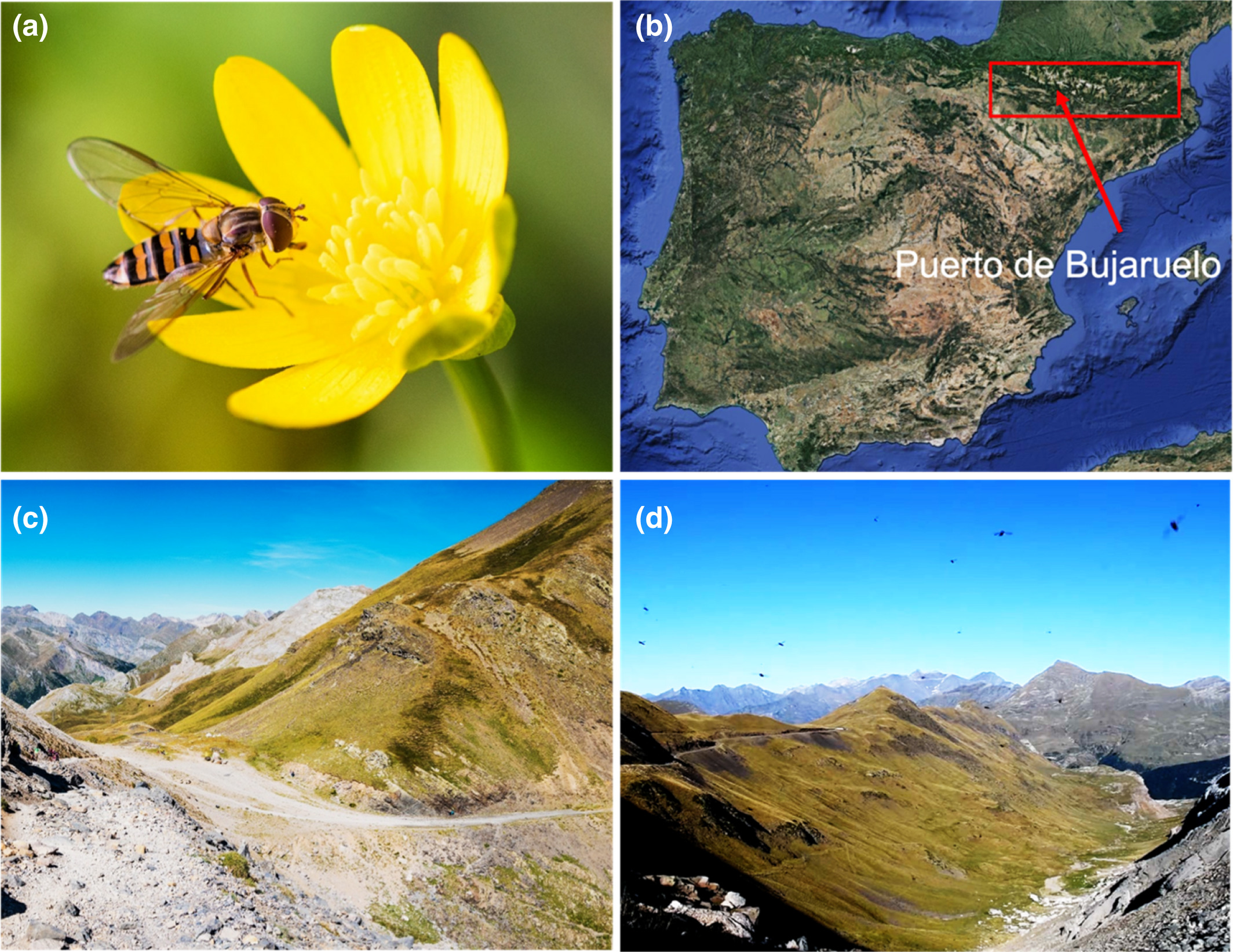 Genome wide transcriptomic changes reveal the genetic pathways involved in insect migration