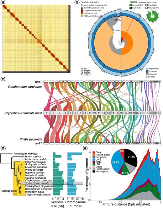 The Sensory Shark: High-quality Morphological, Genomic and Transcriptomic Data for the Small-spotted Catshark i Scyliorhinus Canicula i Reveal the Molecular Bases of Sensory Organ Evolution in Jawed Vertebrates