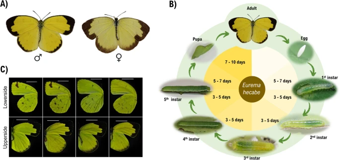 The genome and sex-dependent responses to temperature in the common yellow butterfly, Eurema hecabe