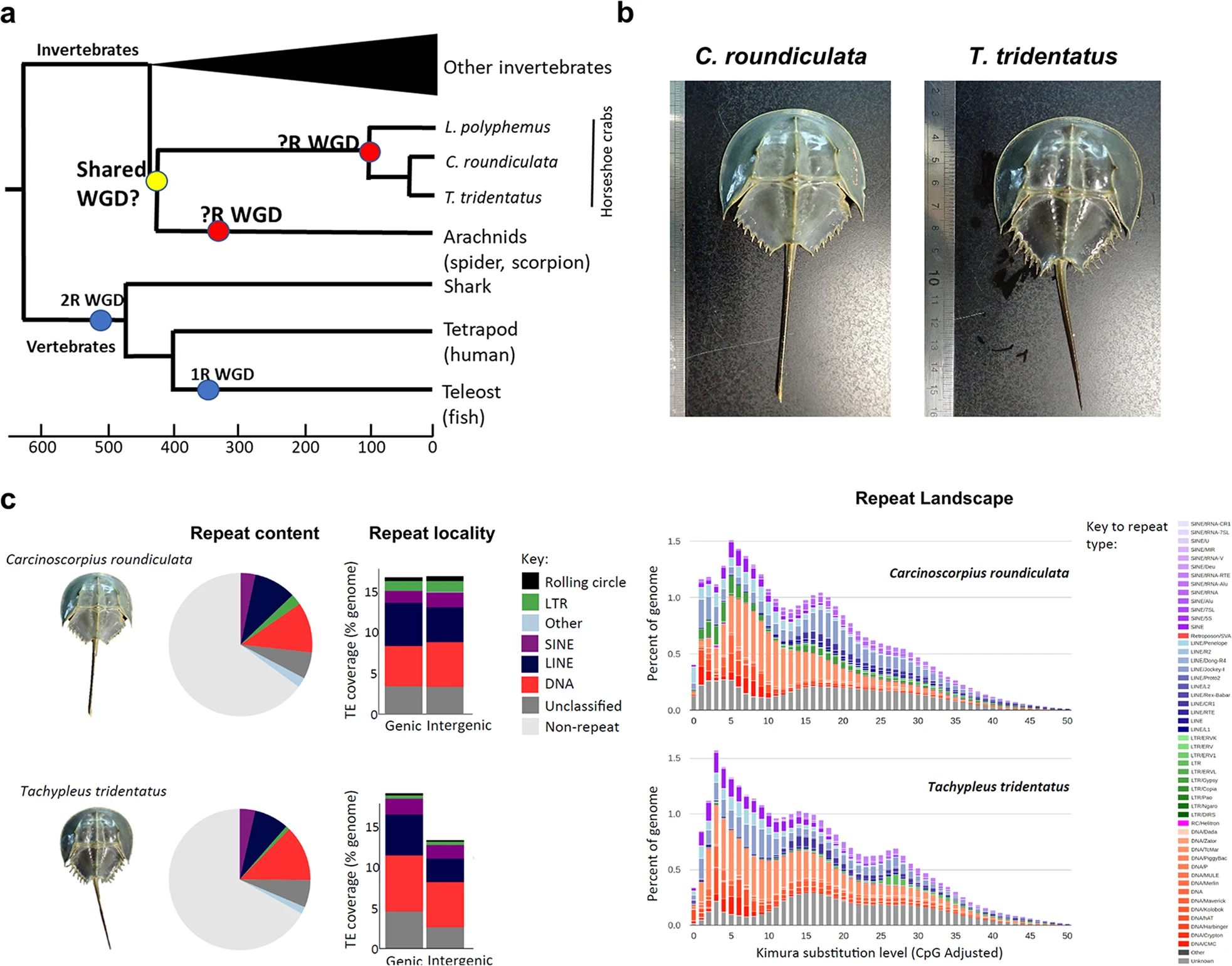 Horseshoe crab genomes reveal the evolution of genes and microRNAs after three rounds of whole genome duplication