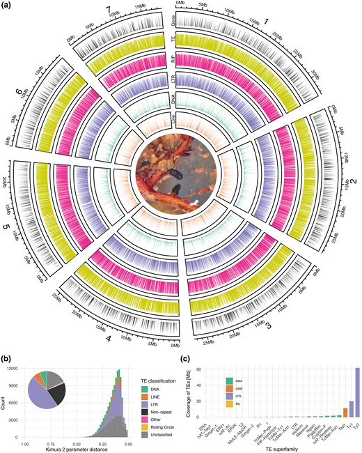 Chromosome-scale Genome Assembly of the Most Abundant Ectomycorrhizal Fungus i Cenococcum Geophilum i Reveals Massive TE Expansion and RIP Defense Mechanism