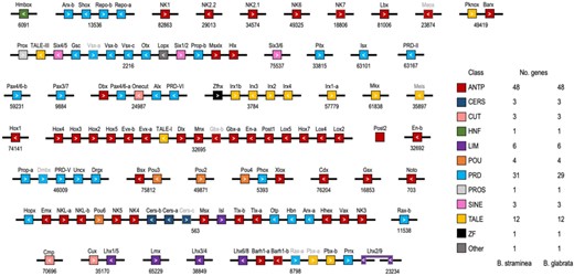 Genome of the ramshorn snail Biomphalaria straminea an obligate intermediate host of schistosomiasis