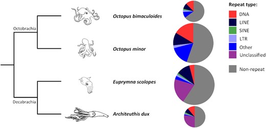A draft genome sequence of the elusive giant squid, i Architeuthis dux i