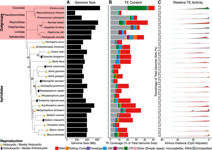 Transposon accumulation at xenobiotic gene family loci in aphids