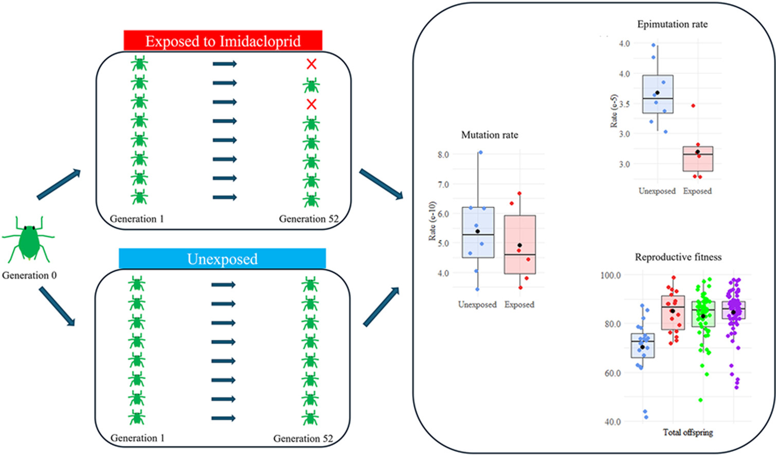 Sub-lethal insecticide stress alters epimutation rate but not genetic mutation rate in the pest insect Myzus persicae