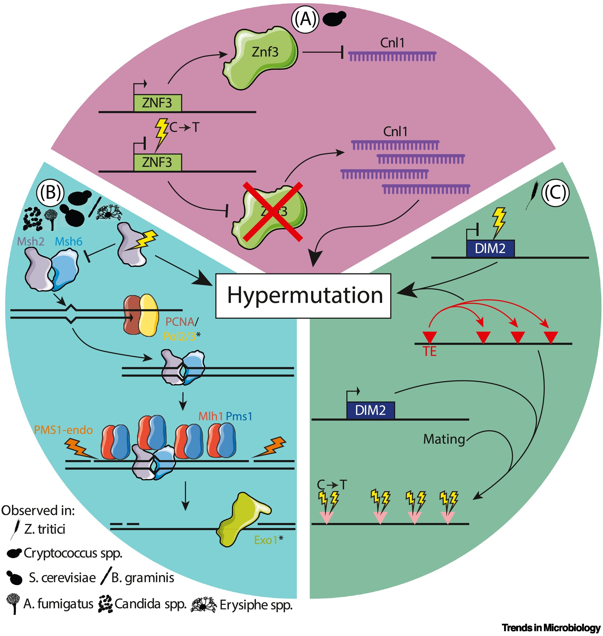 Hypermutator fungal pathogens: from threat to meltdown