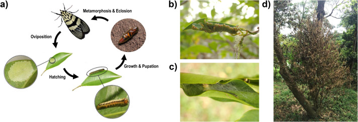 Chromosomal-level reference genome of the moth Heortia vitessoides Lepidoptera: Crambidae , a major pest of agarwood-producing trees