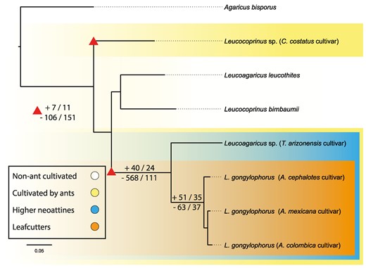 Genomic Signatures of Domestication in a Fungus Obligately Farmed by Leafcutter Ants