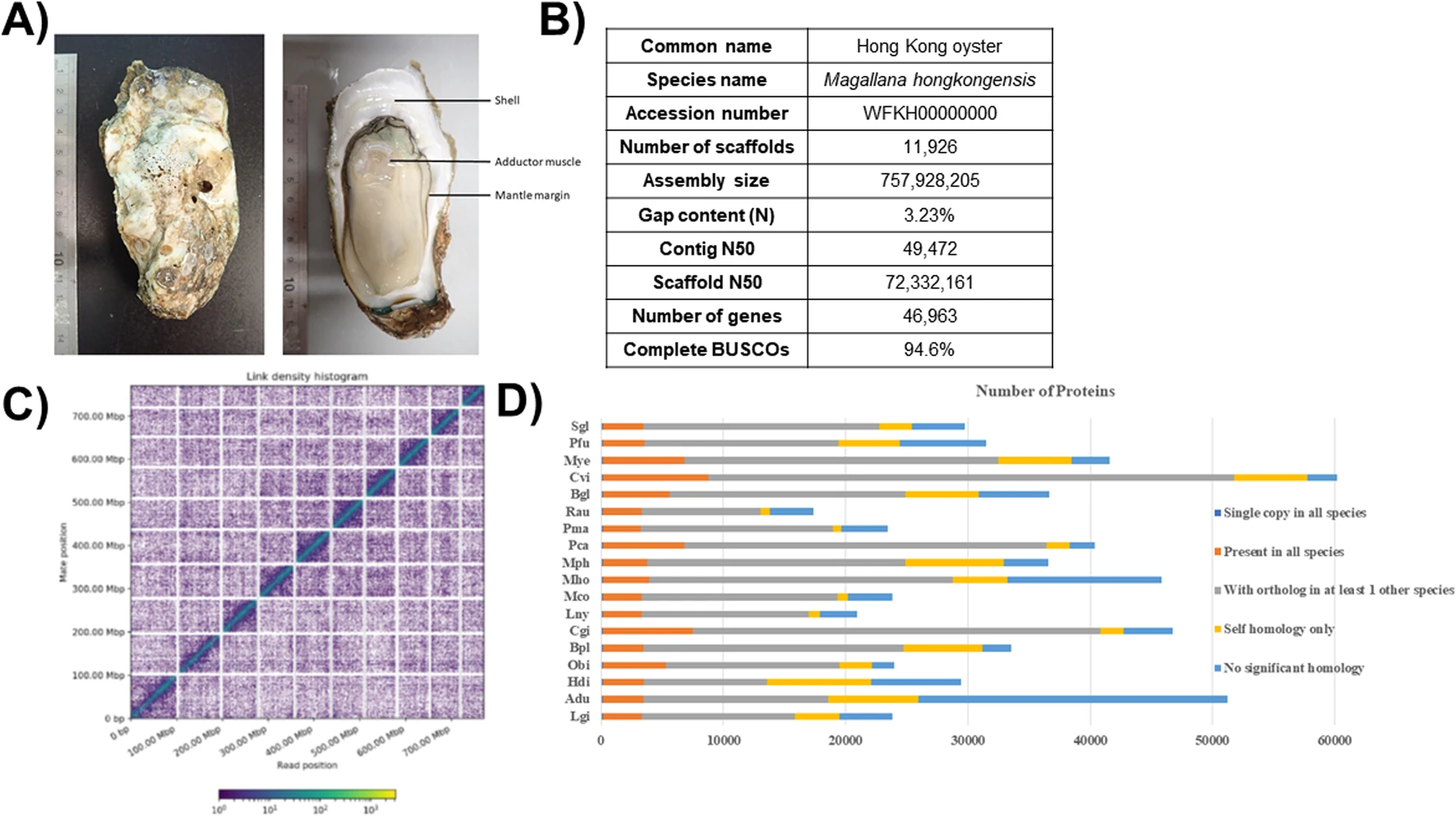 Reconstruction of ancient homeobox gene linkages inferred from a new high-quality assembly of the Hong Kong oyster Magallana hongkongensis genome