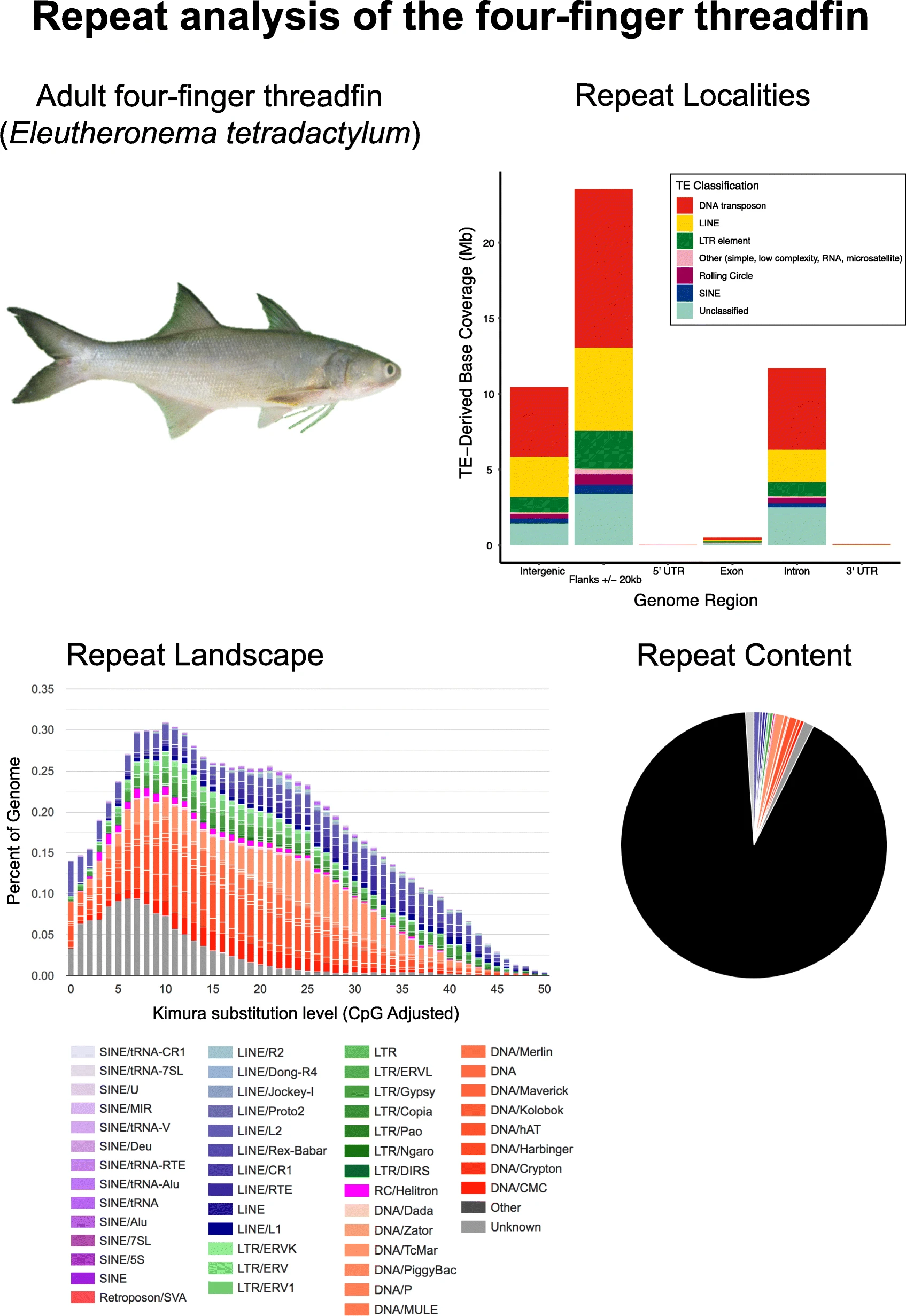 Genome of the four-finger threadfin Eleutheronema tetradactylum Perciforms: Polynemidae