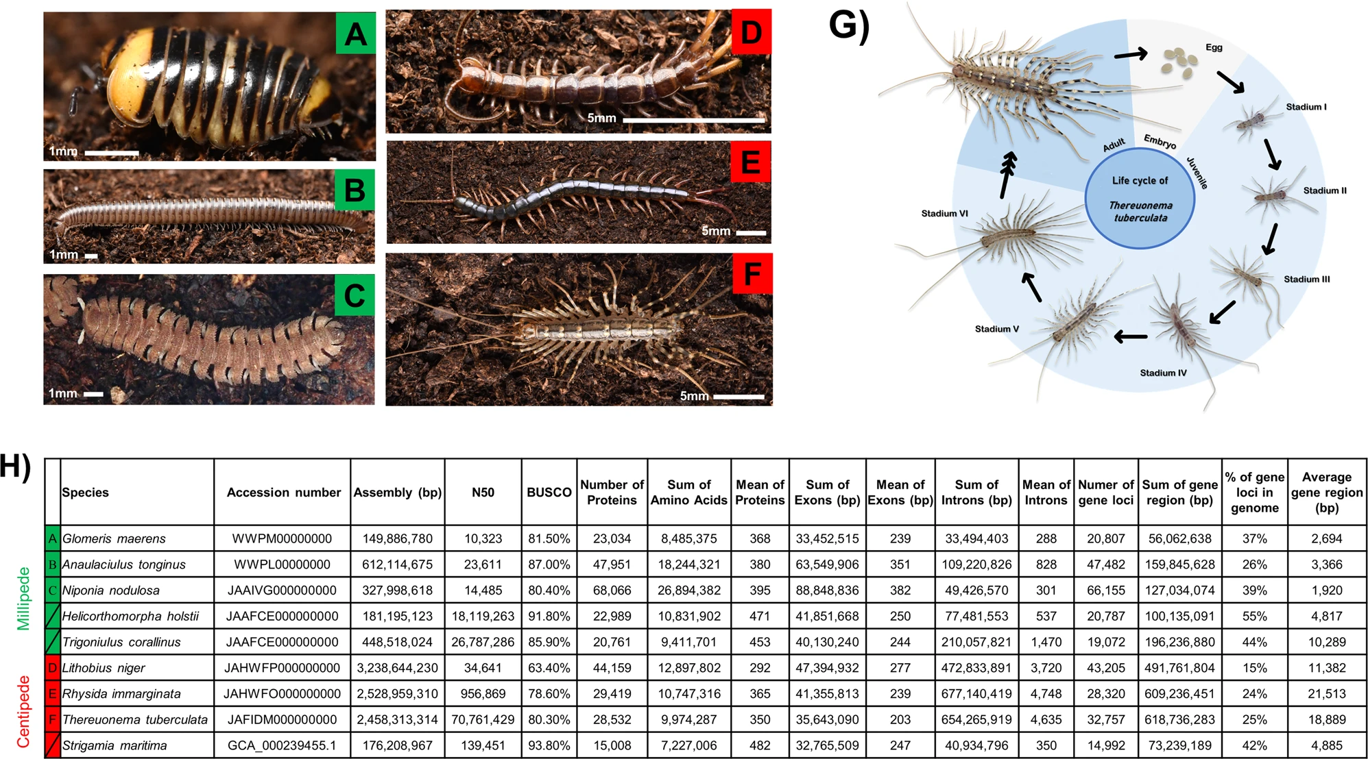Myriapod genomes reveal ancestral horizontal gene transfer and hormonal gene loss in millipedes