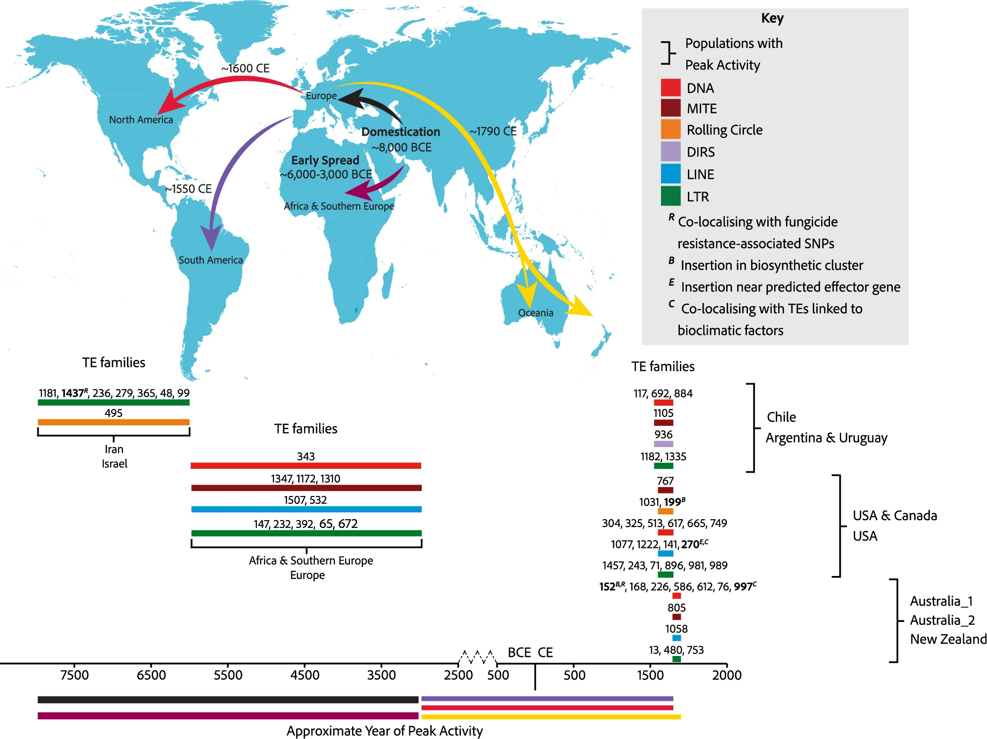 Historic transposon mobilisation waves create distinct pools of adaptive variants in a major crop pathogen